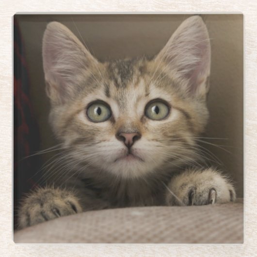 非常に甘い虎猫の子ネコ ガラスコースター (正面)