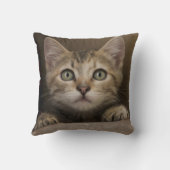 非常に甘い虎猫の子ネコ クッション (裏面)