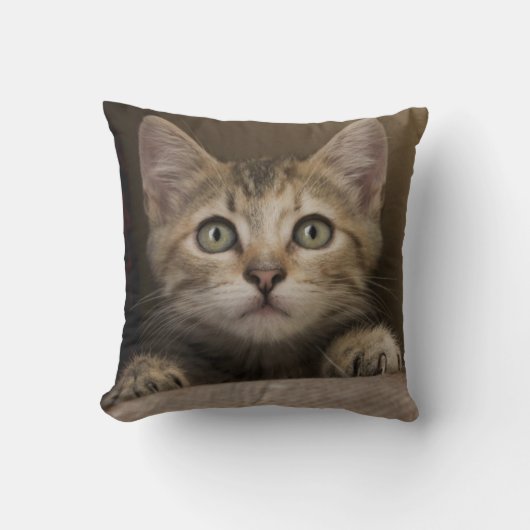 非常に甘い虎猫の子ネコ クッション (正面)