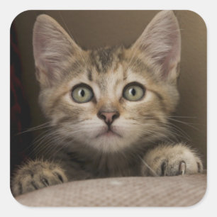 非常に甘い虎猫の子ネコ スクエアシール