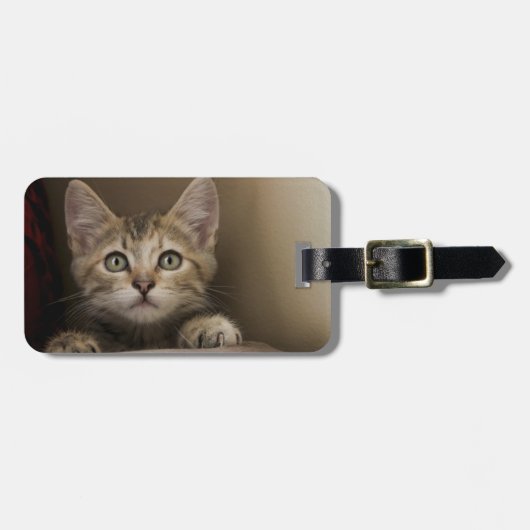 非常に甘い虎猫の子ネコ ラゲッジタグ (正面横)