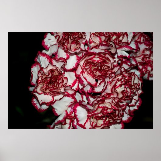 非常に素晴らしいカラフルカーネーションがクローズアップ ポスター (正面)