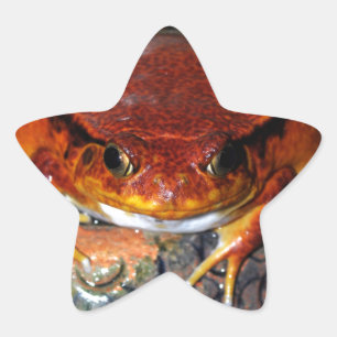 非常に素晴らしいトマトのカエル。 珍しい色のカエル 星シール
