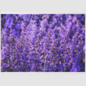 非常に紫のラベアートンダー畑 薄葉紙 (正面)