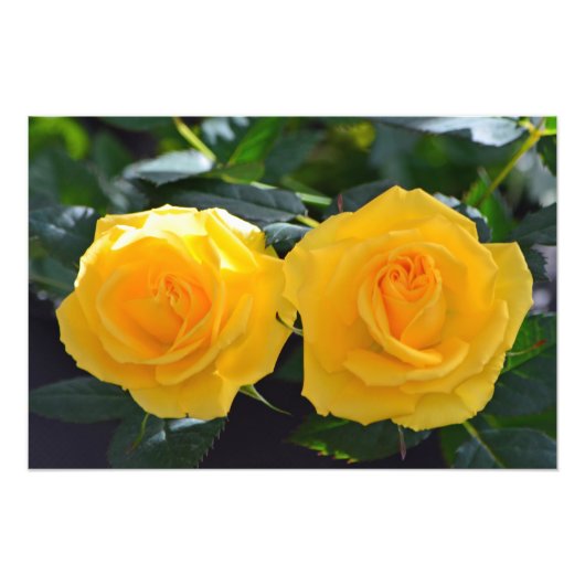 非常に美しく、新鮮なダブルイエローのバラの花 フォトプリント            (正面)