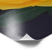 非常に美しく、新鮮なダブルイエローのバラの花 フォトプリント            (角)