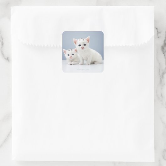 非常に若い二人の白い子猫が疑わしげに見つめる スクエアシール (バッグ)