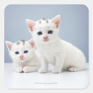 非常に若い二人の白い子猫が疑わしげに見つめる スクエアシール