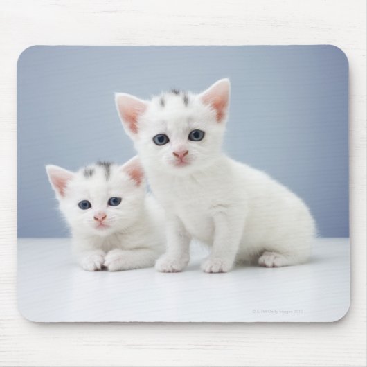 非常に若い二人の白い子猫が疑わしげに見つめる マウスパッド (正面)