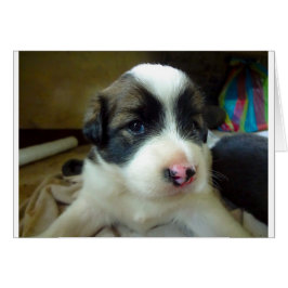 非常に若い子犬かわいい