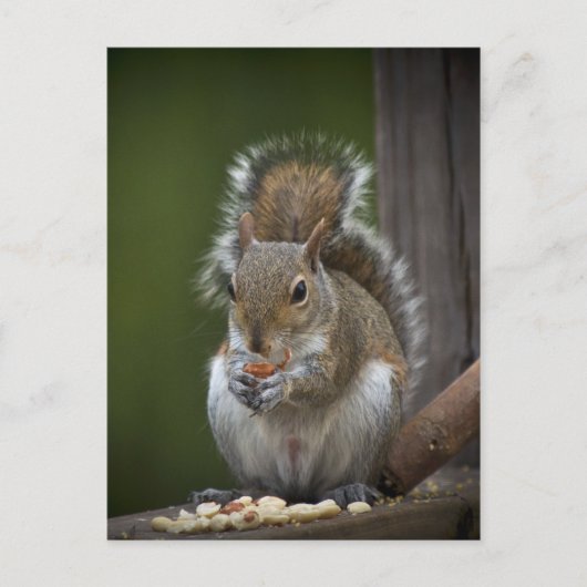 非常に静かである ポストカード (正面)