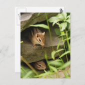 非表示&シークベビーチップムンク兄弟姉妹 ポストカード (正面/裏面)