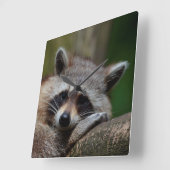 非道にかわいいベビーのアライグマ スクエア壁時計 (傾斜)