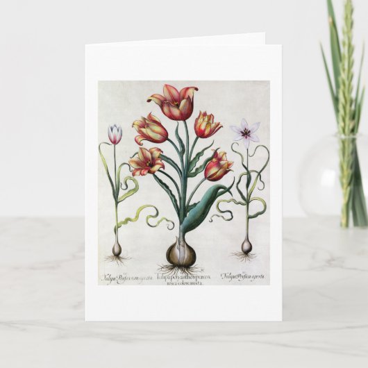 非TulipaのPerficaのaperta、Tulipa Polyanthos Praco カード (正面)