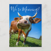 面白いお知らせ 牛の引越し 案内ポストカード (正面)