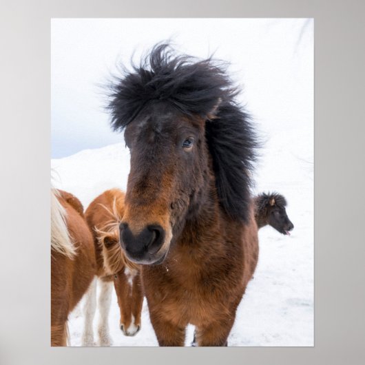 面白いアイスランド馬の肖像画 ポスター (正面)