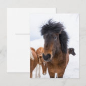 面白いアイスランド馬の肖像画 ポストカード (正面/裏面)