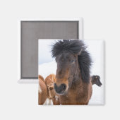 面白いアイスランド馬の肖像画 マグネット (正面/裏面)
