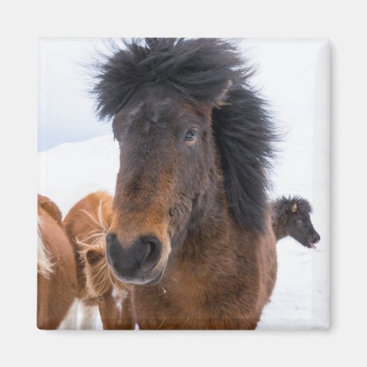 面白いアイスランド馬の肖像画 マグネット (正面)
