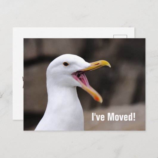 面白いカモメ 案内ポストカード (正面/裏面)