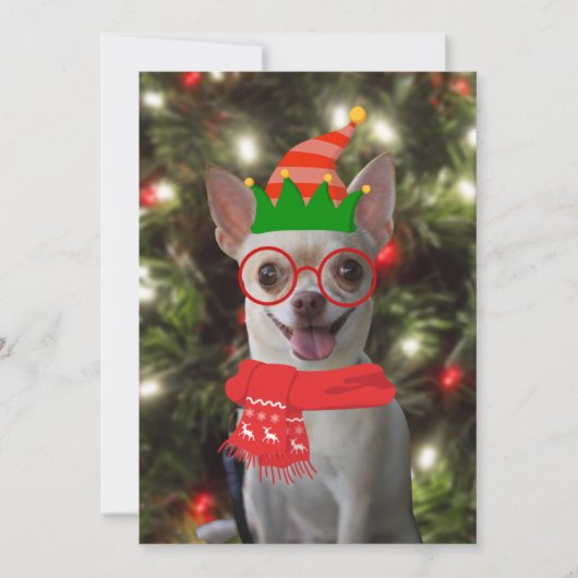 面白いチワワの犬のペットのクリスマス シーズンカード (正面)