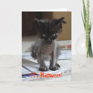面白いハロウィーンゾンビ子猫カード カード