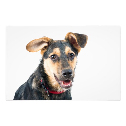 面白い犬の子犬 フォトプリント            (正面)