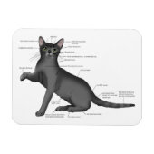 面白い猫の解剖図  冗談 ネルディー マグネット (横)