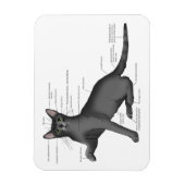 面白い猫の解剖図  冗談 ネルディー マグネット (縦)