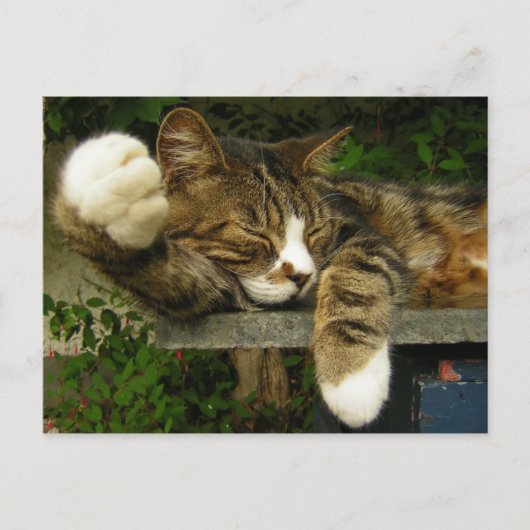 面白くなることを夢見ている ポストカード (正面)