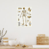 靭帯と関節解剖学のポスター ポスター (キッチン)