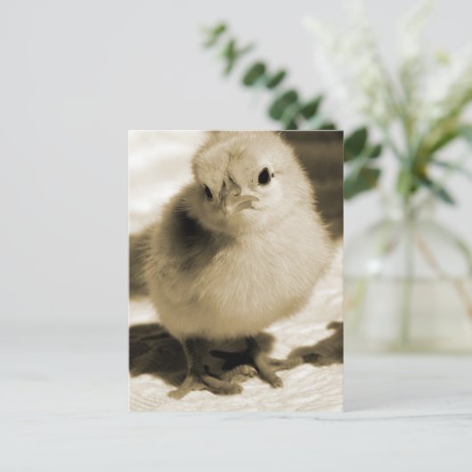 靴のひよこ ポストカード (スタンド正面)