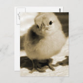 靴のひよこ ポストカード (正面/裏面)