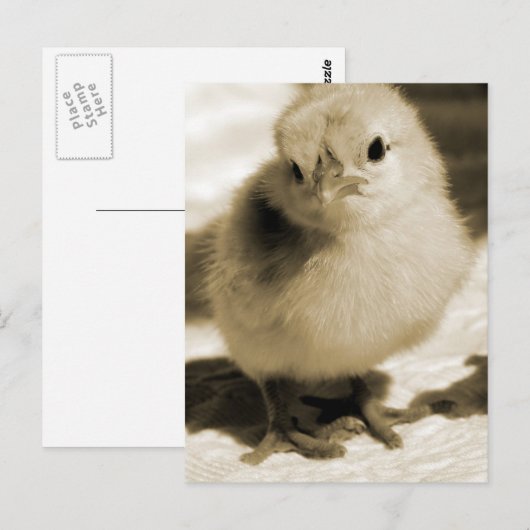 靴のひよこ ポストカード (正面/裏面)