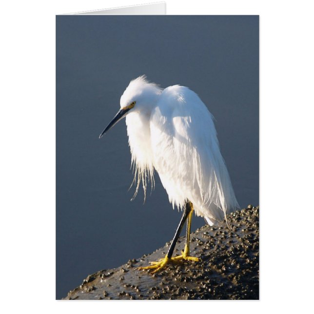 靴のセラピーカード (正面)