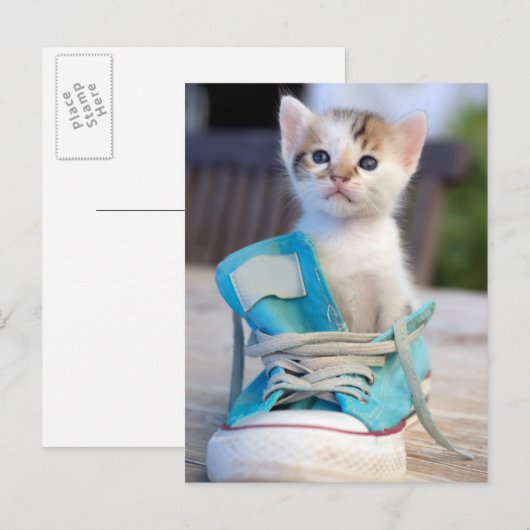 靴の子猫 ポストカード (正面/裏面)