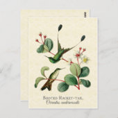 靴を履いたラケットの尾をハミングバードの絵はがき ポストカード (正面/裏面)