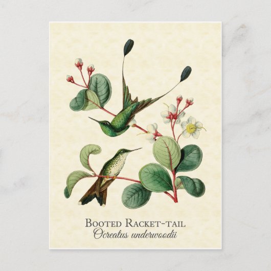 靴を履いたラケットの尾をハミングバードの絵はがき ポストカード (正面)