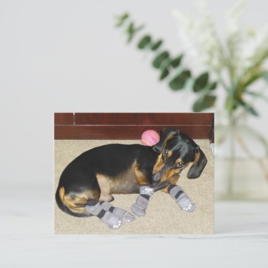 靴下を履いたかわいいダックスフンド ポストカード (スタンド正面)