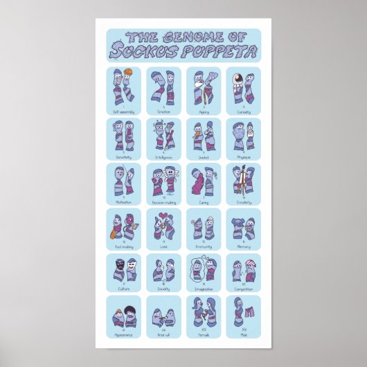 靴下人形のゲノム ポスター (正面)