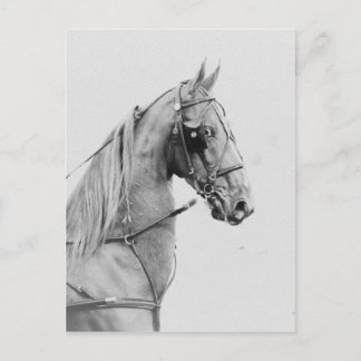 鞍付きハーネ素晴らしス ポストカード