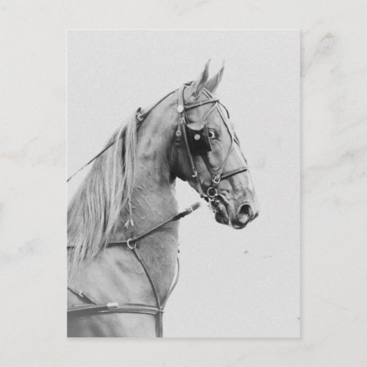 鞍付きハーネ素晴らしス ポストカード (正面)