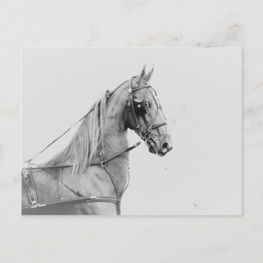 鞍付きハーネ素晴らしス ポストカード (正面)