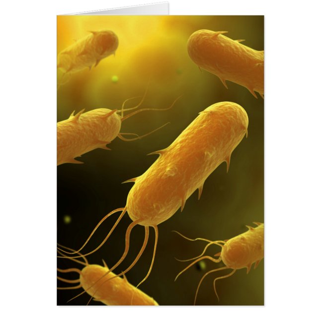 鞭毛細菌の概念像3 (正面)