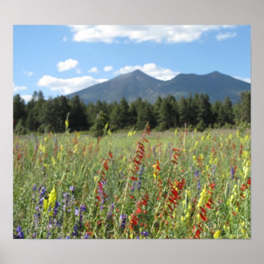 鞭毛野花 ポスター (正面)