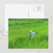 韓国・和漢の稲作 ポストカード (正面/裏面)