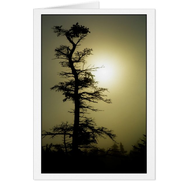 頂上の木 (正面)