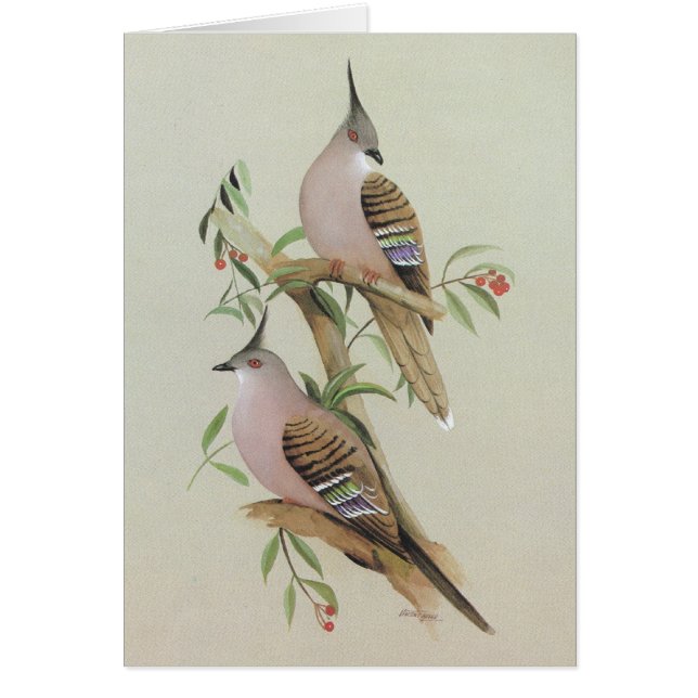 頂点に達されたハト- Ocyphapsのlophotes (正面)