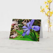 頂点に達された小型アイリス カード (黄色い花)