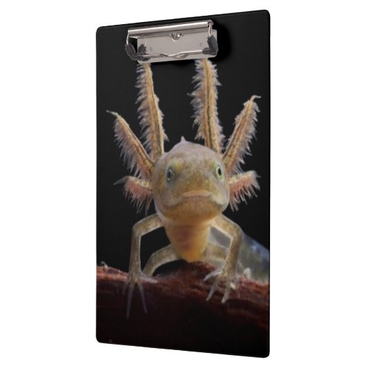 頂点に達されたnewtのlarve クリップボード (左)